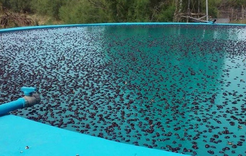 Tapan las canaletas, invaden los tanques de agua, rompen las membranas de los techos.