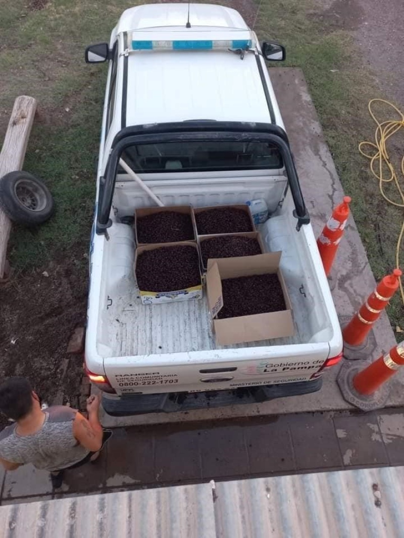 Los vecinos están desesperados y retiran en cajas los miles de insectos.