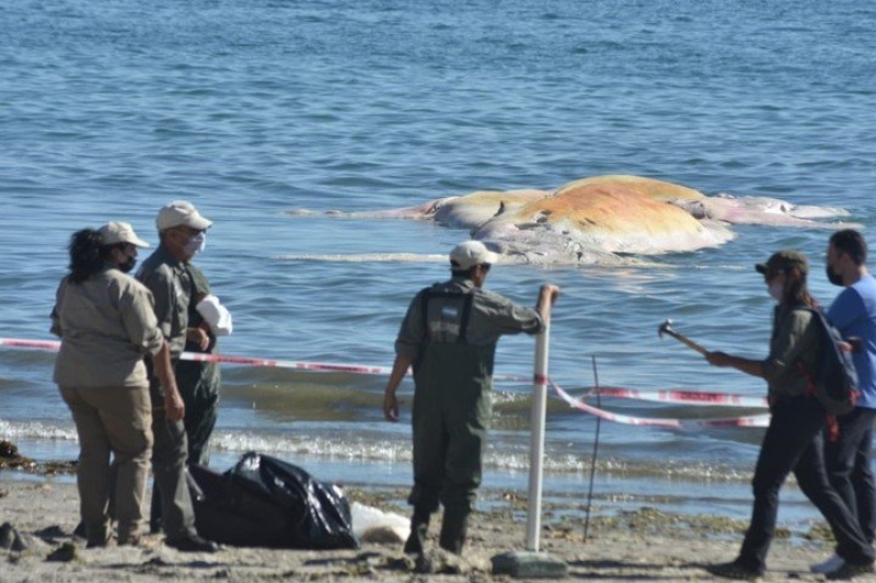 Península Valdés: La muerte de ballenas fue la mayor en 20 años y la mayoría son hembras reproductivas