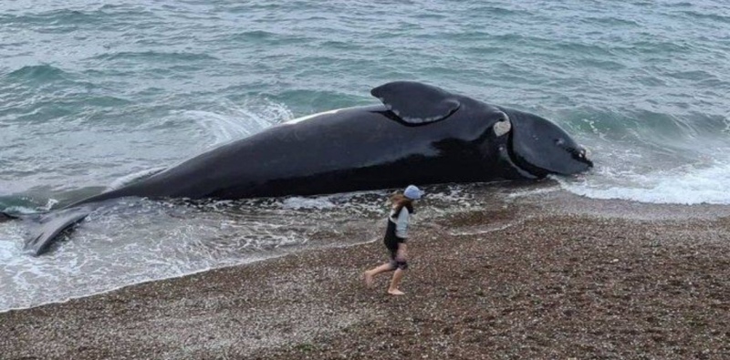 Ballenas muertas en la costa. Preocupación por fallecimiento de muchas hembras