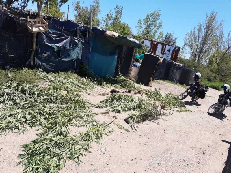 Una jubilada de 75 años tenía 26 plantas de marihuana en su casa de Mendoza