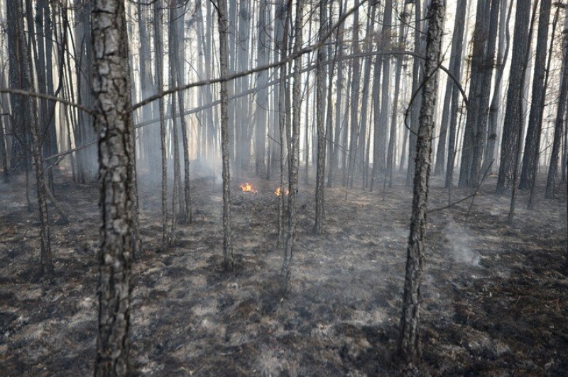 Incendios sin control: el fuego devora los Esteros del Iberá y en 48 horas todo puede ser peor