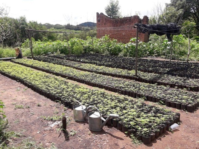 Fueron incautados en Salta más de 1000 plantines en germinación. Foto: Gendarmería