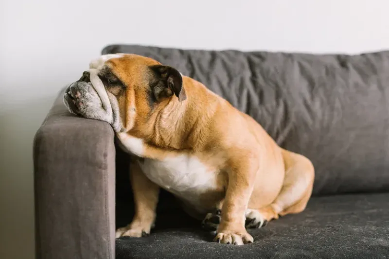 El Bulldog Inglés sufre con frecuencia problemas dermatológicos, cardiacos, reproductivos y ortopédicos (Getty)