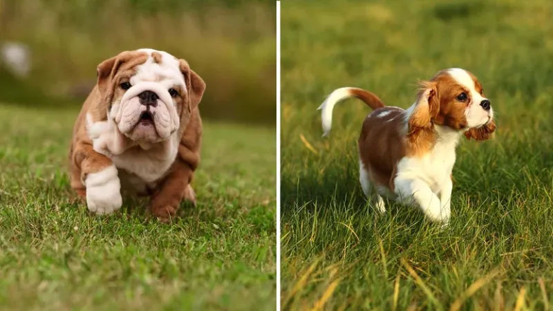 El Bulldog Inglés y el Cavalier King Charles Spaniel son perros ñatos al extremo definidos como braquicéfalos (Getty)