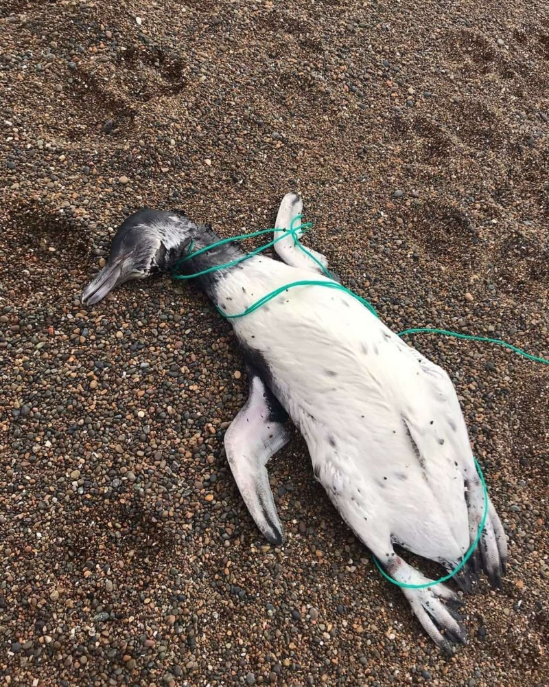 Chubut: encontraron varios pingüinos muertos con marcas de ahorcamiento