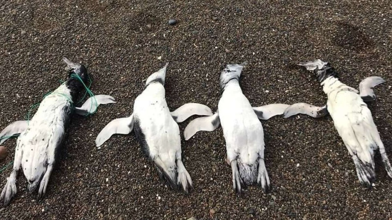 Chubut: encontraron varios pingüinos muertos con marcas de ahorcamiento