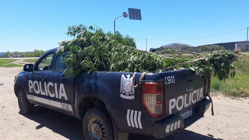 Una jubilada de 75 años tenía 26 plantas de marihuana en su casa de Mendoza