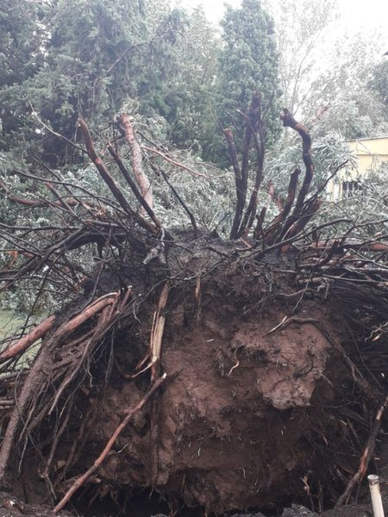 Muchos inconvenientes causó la fuerte tormenta de viento y lluvia