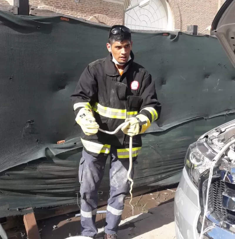 Defensa Civil bahiense sacó una víbora que apareció dentro del torpedo de una camioneta