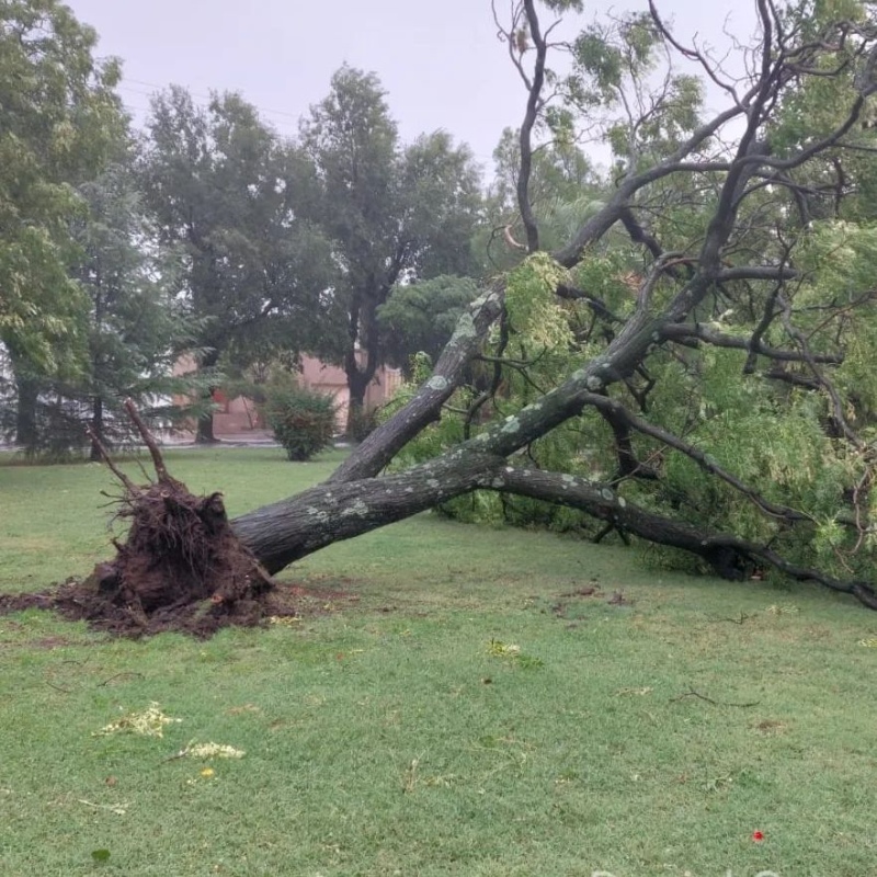 El viento derribó árboles en Plaza Láinez