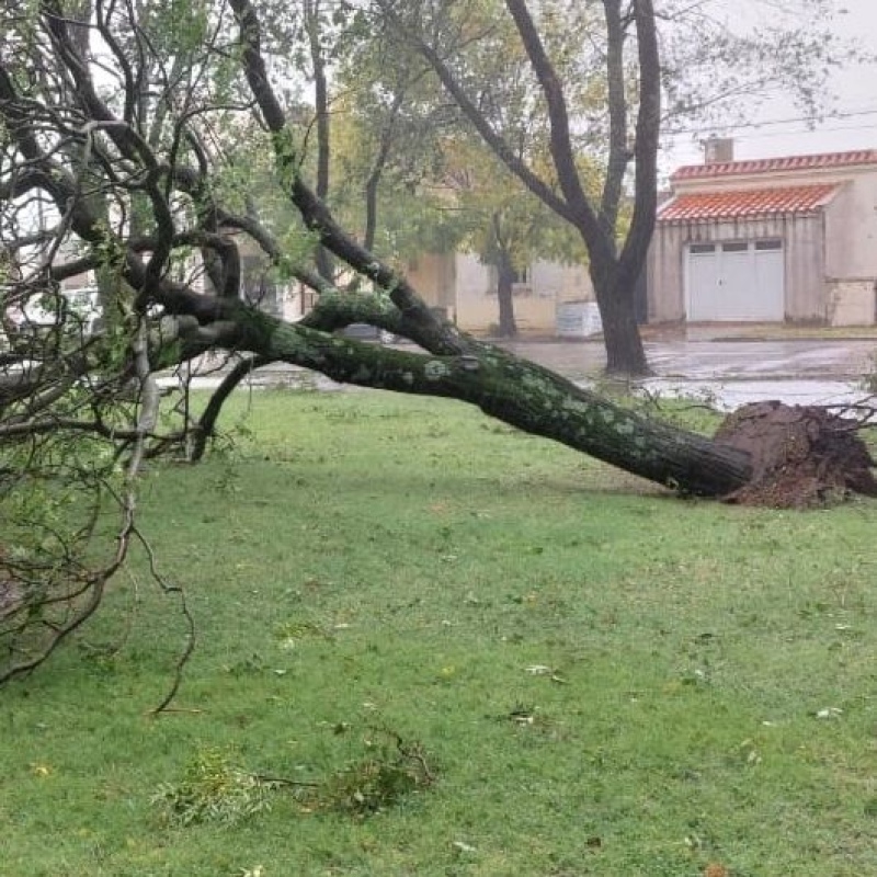 El viento derribó árboles en Plaza Láinez