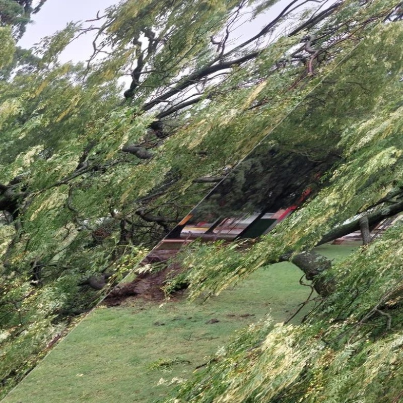 El viento derribó árboles en Plaza Láinez