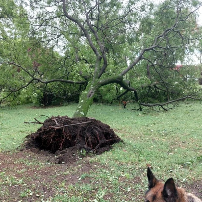 El viento derribó árboles en Plaza Láinez