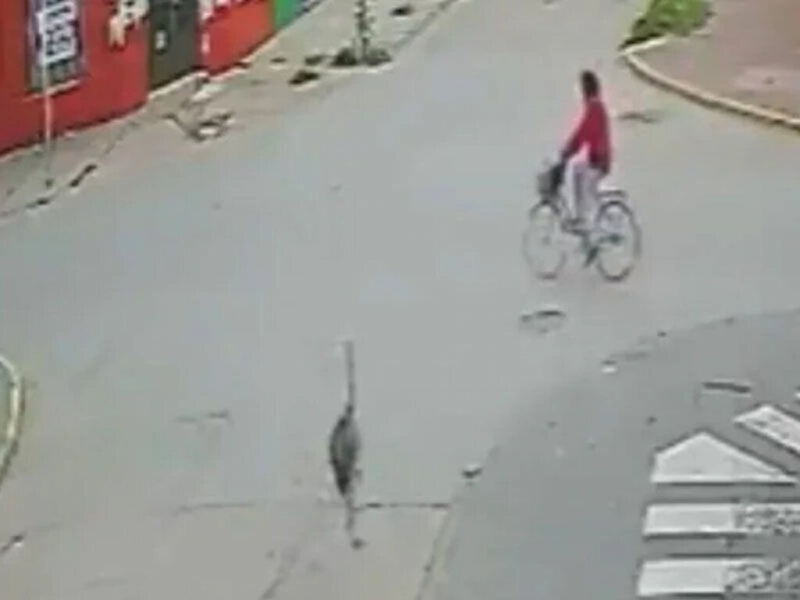 Video: se escapó un ñandú y atropelló a una mujer en bicicleta