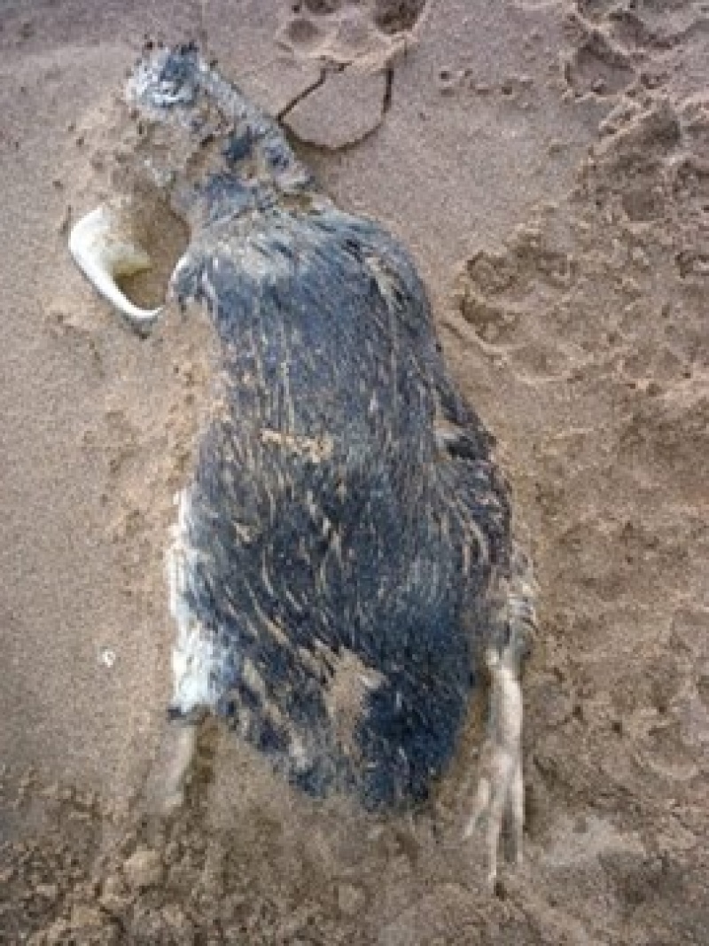 El temporal produjo la muerte de más de una quincena de pingüinos en Reta