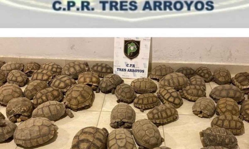 Tres Arroyos: rescatan 140 tortugas que iban a ser comercializadas