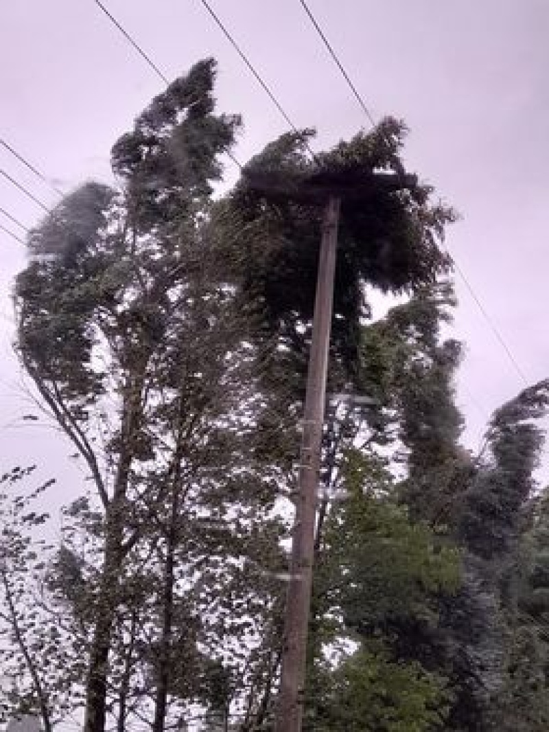 Desde la Cooperativa Eléctrica San José destacan el compromiso y la responsabilidad de los trabajadores durante el temporal