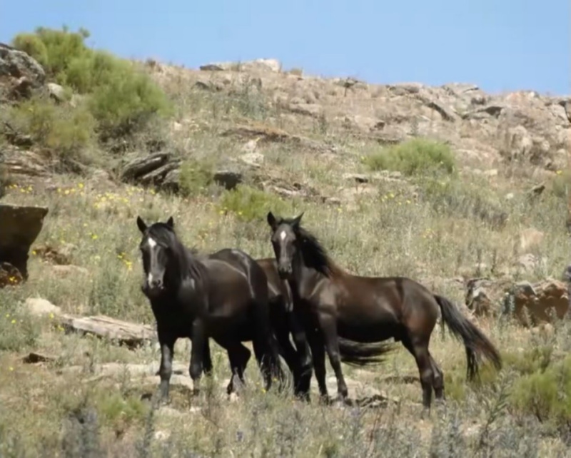 El trascendental origen histórico de los caballos cimarrones del Parque Tornquist