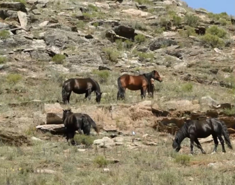 Caballos cimarrones en el Parque Tornquist: “La situación está en un punto crítico”