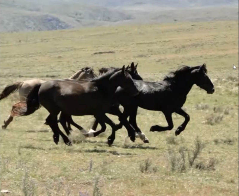 El trascendental origen histórico de los caballos cimarrones del Parque Tornquist