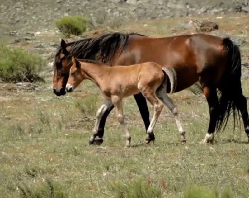 El trascendental origen histórico de los caballos cimarrones del Parque Tornquist