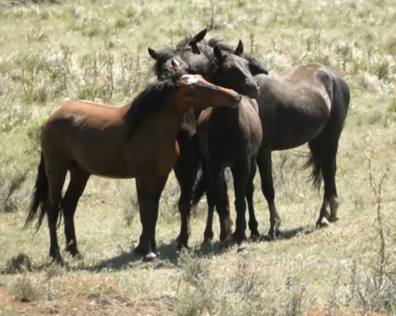 El trascendental origen histórico de los caballos cimarrones del Parque Tornquist