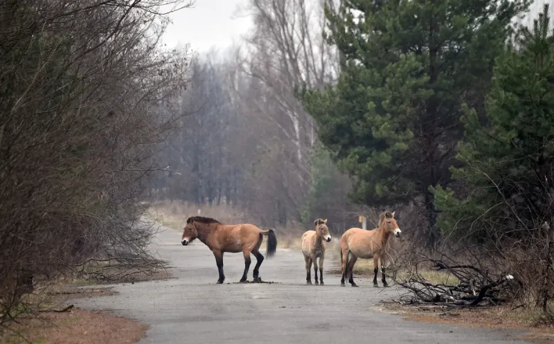 El caballo de Przewalski es una especie en extinción que sorpresivamente deambula por el área de Chernobyl