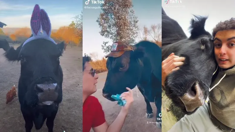 Viral en TikTok: Su mascota es una vaca, pero se comporta como un perro