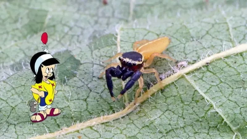 Bautizan como “Patoruzito” a nueva especie de araña que apareció en Misiones