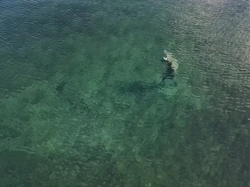 Impresionante hallazgo en Neuquén: un minotauro abajo del agua