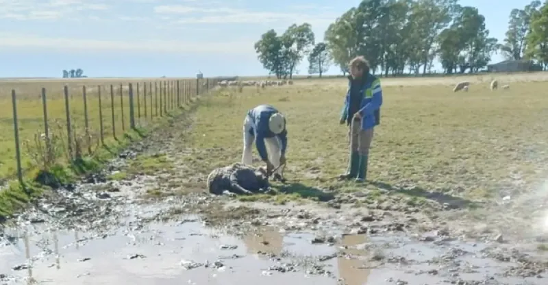 Masacre en un campo de Pringles: jauría de perros atacó a más de 30 ovejas