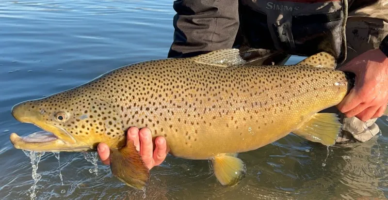 «¡Mirá lo que es esto, es gigante!»: pescó una trucha de 6 kilos en el río Limay, a 65 km de Neuquén