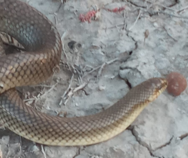 Hallan un reptil de gran tamaño en pleno macrocentro de Bahía Blanca