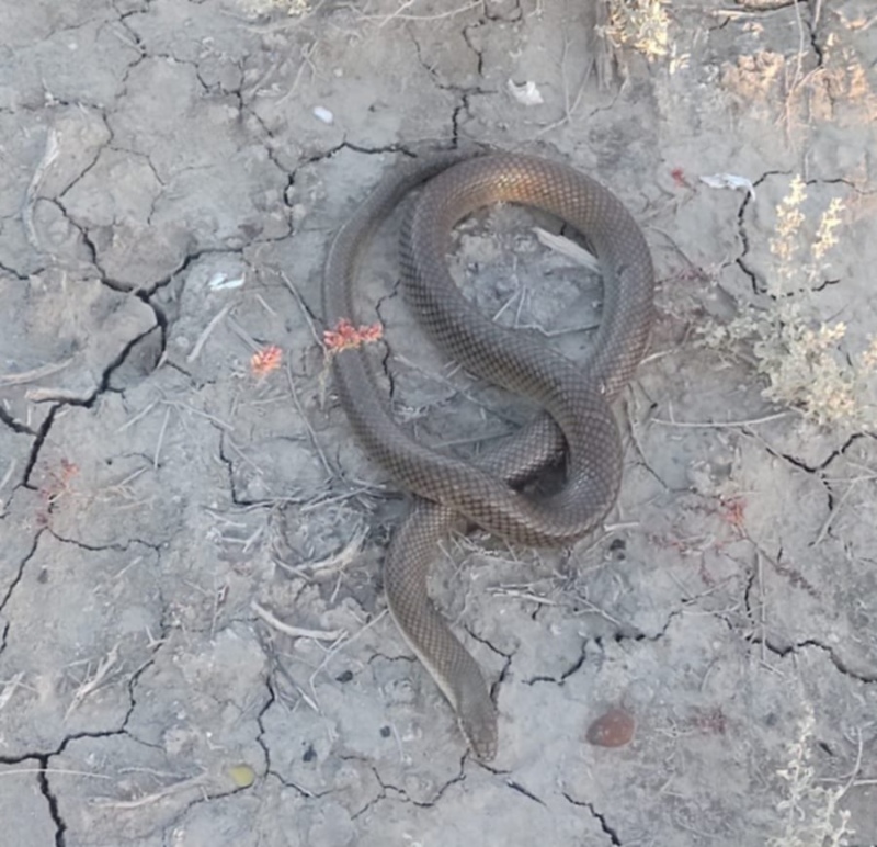 Hallan un reptil de gran tamaño en pleno macrocentro de Bahía Blanca