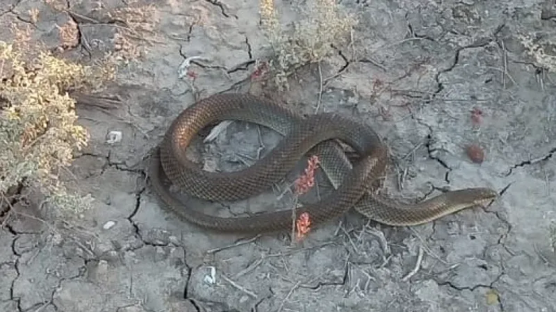 Hallan un reptil de gran tamaño en pleno macrocentro de Bahía Blanca