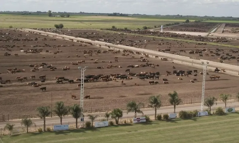 Cuantioso robo en un campo de Pringles