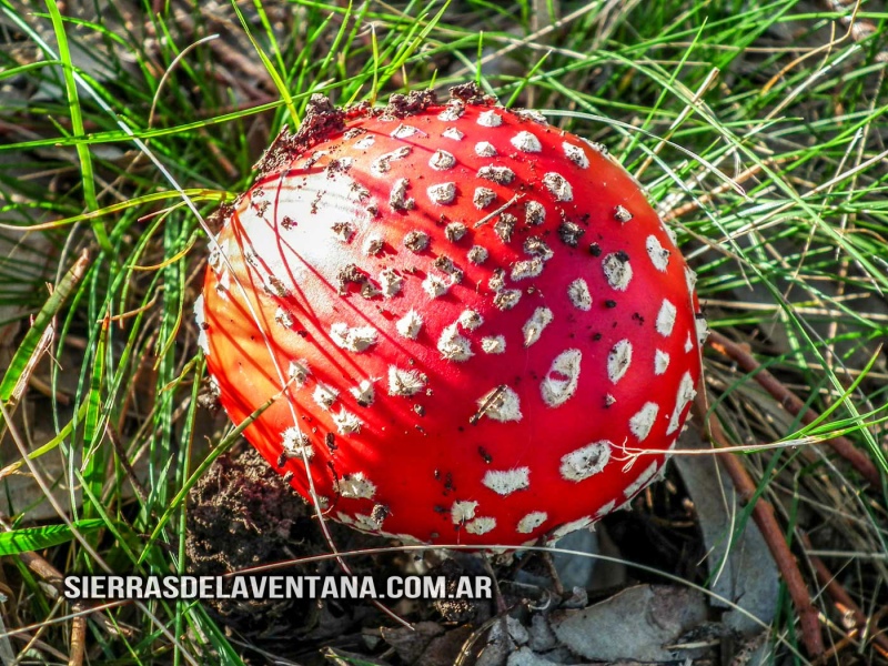 Alucinógenos en las Sierras de la Ventana