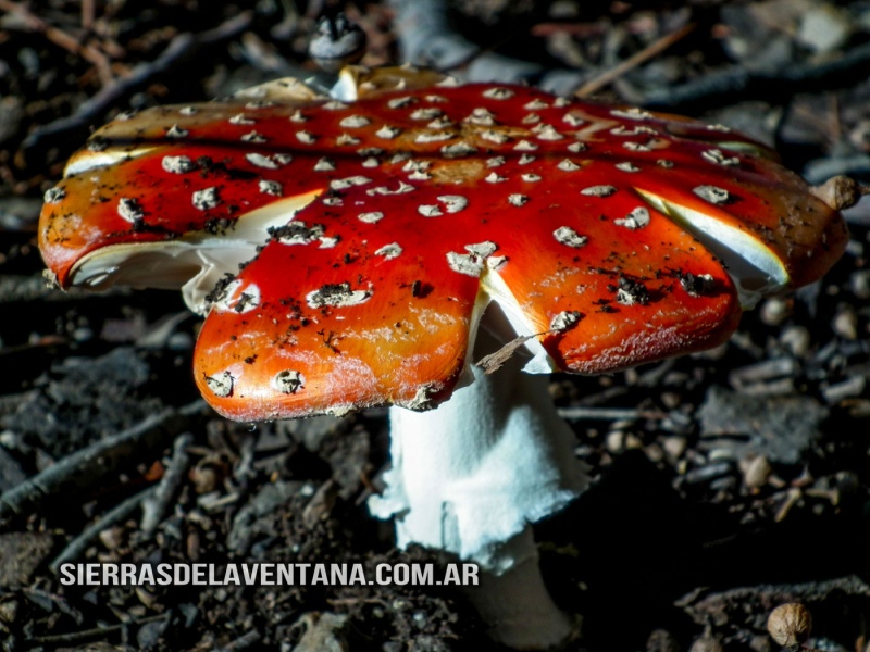 Alucinógenos en las Sierras de la Ventana