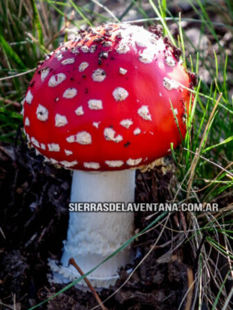 Alucinógenos en las Sierras de la Ventana