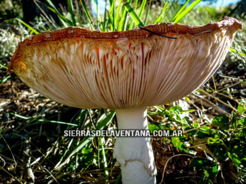 Alucinógenos en las Sierras de la Ventana