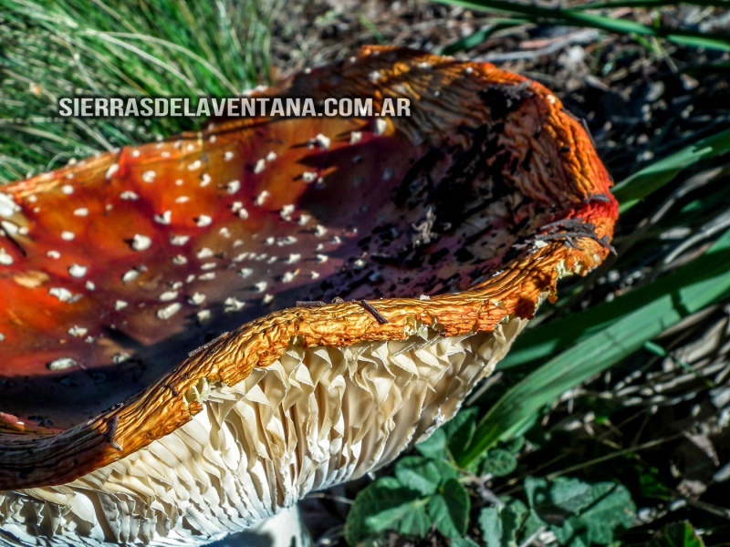 Alucinógenos en las Sierras de la Ventana