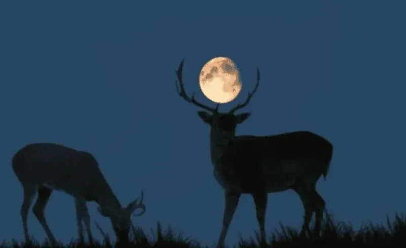 Superluna de ciervo: hoy se podrá observar la Luna más grande y brillante de 2022