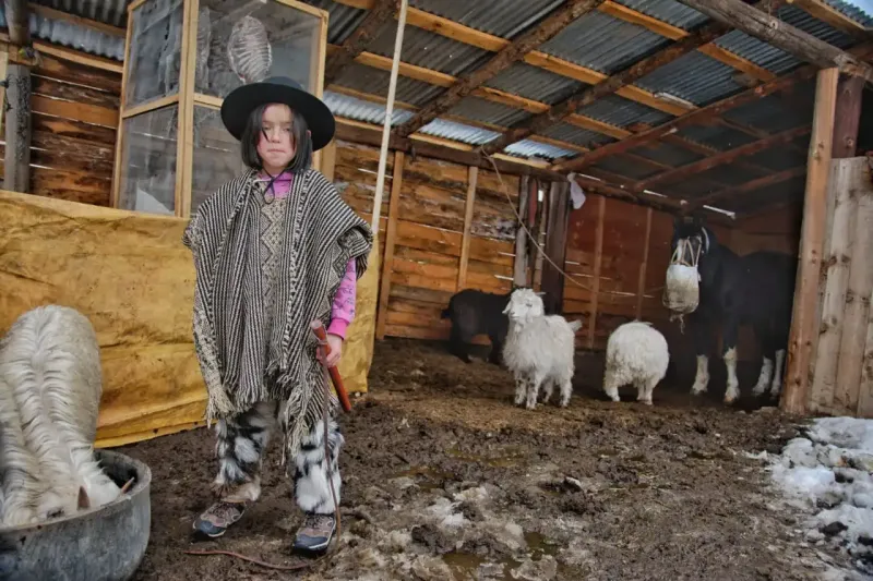 En el corral: hora de darles de comer