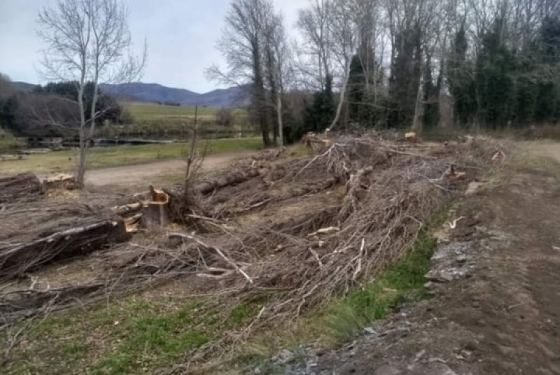 Tala de árboles en Sierra de la Ventana: reclaman al Municipio un informe técnico