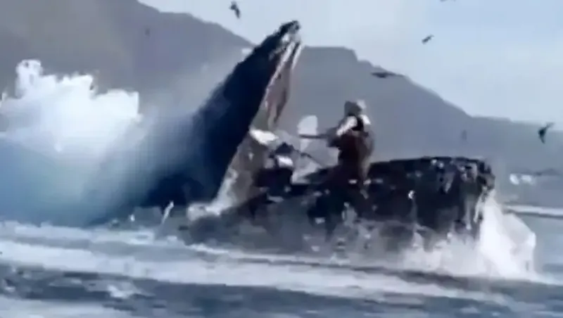 Impactante video: una ballena se ”tragó” a dos mujeres y luego las devolvió al mar