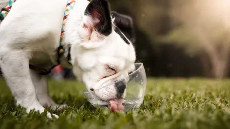 La extraña y fascinante manera en que los perros beben agua, según la física