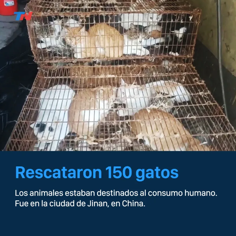 En China, rescatan a 150 gatos que iban a ser comidos: los cazaban con trampas con gorriones vivos