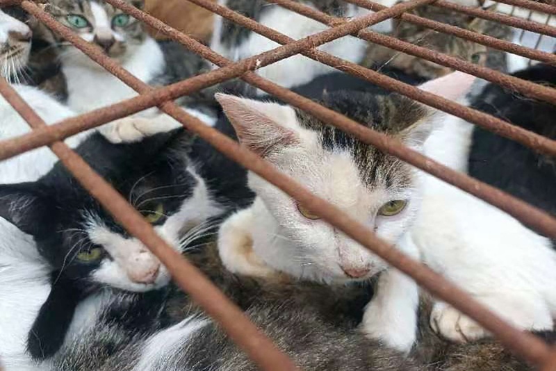 En China, rescatan a 150 gatos que iban a ser comidos: los cazaban con trampas con gorriones vivos