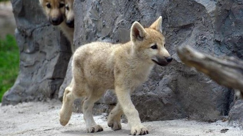 China anunció la primera clonación de un lobo ártico